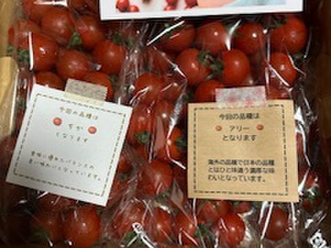 笑顔引き出す！みにとまとの食べ比べ 1.5kg