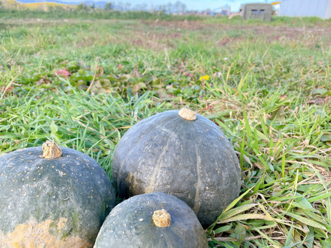 【北海道産 5kg かぼちゃ】栽培期間中農薬不使用