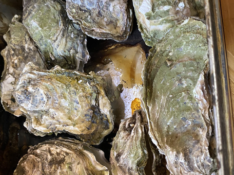 無選別蒸し缶２ｋｇ 牡蠣 加熱用 宮城県産 殻付き 牡蠣 殻付き 牡蠣 殻付 蒸しカンカン ガンガン焼き 松島牡蠣屋 貝 貝類 生牡蠣