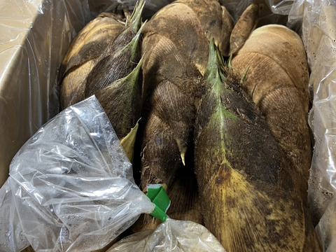 一番人気物 春の味覚！掘って即時出荷‼️たけのこ<2kg> 米ぬか 鷹の爪付き 野菜