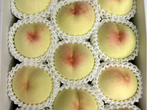 岡山白桃♡指定可能7品種美味しい〜ご家庭用3.75kg箱9～16個入り