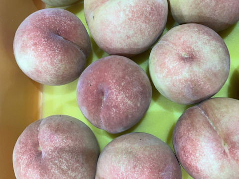 ★農薬節減 ★完熟　川中島　白桃　約3kg 約9玉〜12玉 ご家庭用にも !!