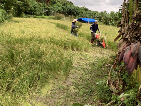 稲わら40束 天日干し 自然栽培(農薬肥料除草剤一切不使用）