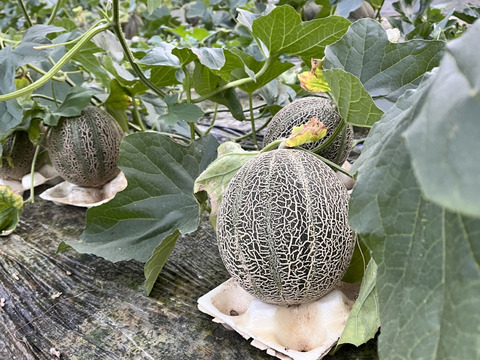 甘さ抜群！驚きの美味しさ！極上『高級アムスメロン』1kg以上×2個