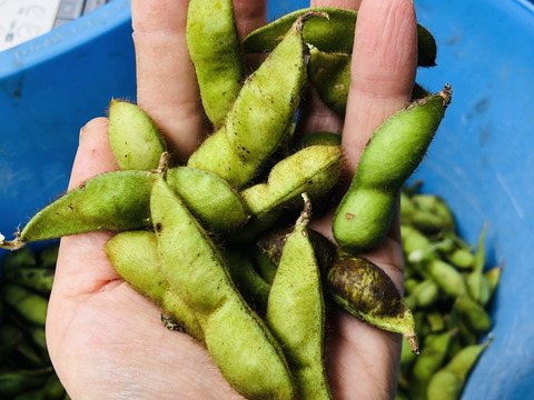 今年もやってきた、丹波篠山黒枝豆！サヤのみ300グラム入り