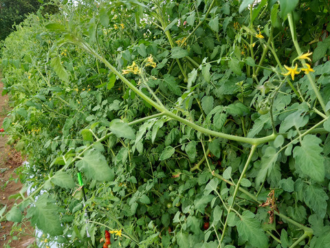 旨味濃厚！ミニトマト【ステラ】　500g　化学農薬不使用