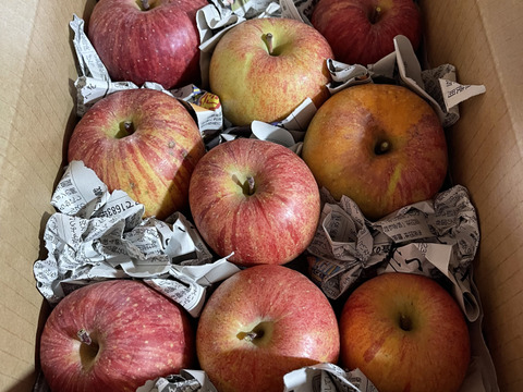 完熟蜜入り！？☆太陽の光を浴びた、こだわりサンふじ☆家庭用企画