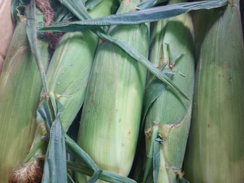 【福袋2025】ゴールドラッシュとドルチェドリーム　5本ずつ（計10本）