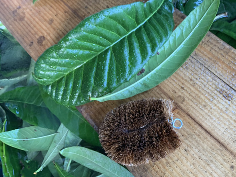 飲む、浸かる、塗る！びわ葉（乾燥）50g