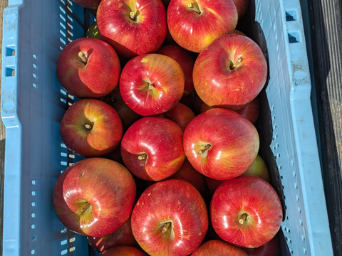 甘みが強い！「シナノスイート」（自家用）3㎏