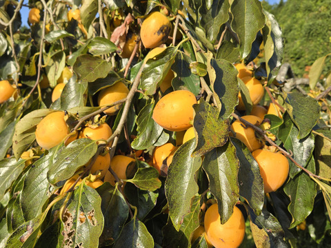 ★わけあり品　自然栽培 干し柿用 愛宕柿 渋柿 7kg ※干し柿用クリップ必要