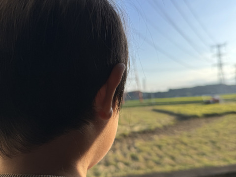 [予約品]令和8年度新米コシヒカリ‼️玄米20kg🌾先行予約価格💰