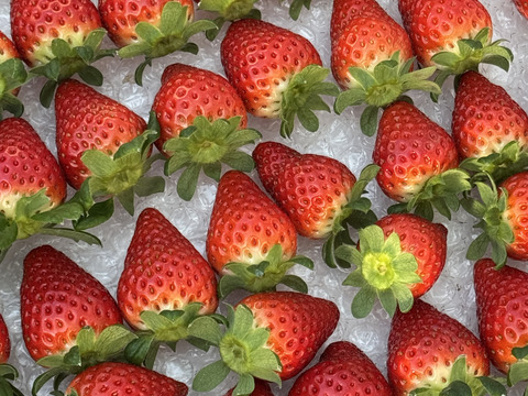 三重県オリジナルいちご【うた乃】1箱1kg~1.2kg4パック入