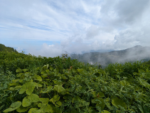 山ふき　約1kｇ程度　サイズバラバラ　 背丈20-30センチ　葉無しの茎のみで送ります。