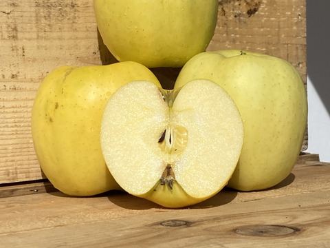 青森県産  もりのかがやき  りんご 家庭用 10kg  産地直送 リンゴ