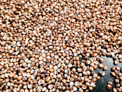 【R7ダイシモチ麦】栄養と健康維持に！免疫力アップにポリフェノールや食物繊維　プチプチ食感が咀嚼回数を上げる！自家製麦茶やお菓子作りに活用も♪　300 ｇ×2パック　【ポスト投函・平袋】自然栽培