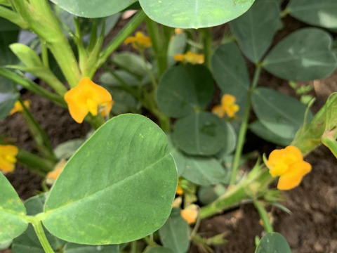 【おおまさりネオ】千葉県産　生落花生！極大粒で２Kg　新豆2026年収穫