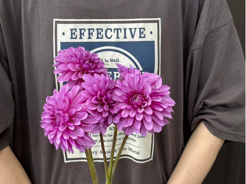 ダリア　【品種: ムーンストーン】　5本　(40〜50cm）