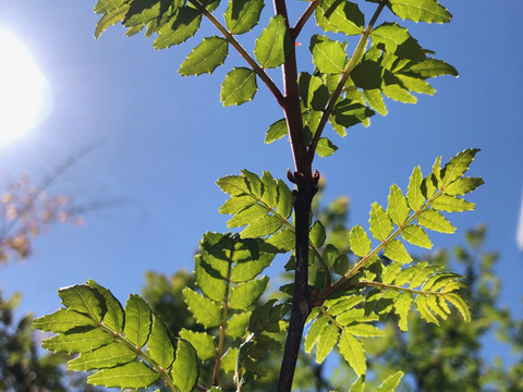 自然農栽培 山椒の実100グラム　山椒の葉もお入れしてお届けいたします採れたてをすぐ冷凍して、冷凍便でお送りいたします。