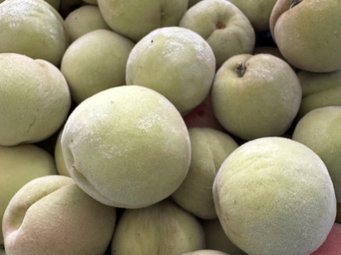 青桃１kg(10～20個）・Quả đào xanh