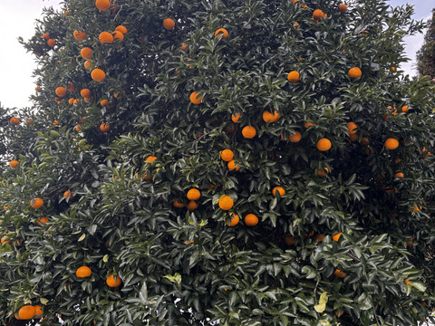 夏みかん　「昔ながらの爽やかで酸っぱい柑橘」5kg