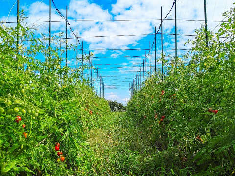 樹上完熟有機ミニトマト100％(無垢のトマト)プレミアム高糖度トマトジュース180ml 6本（完全無添加）