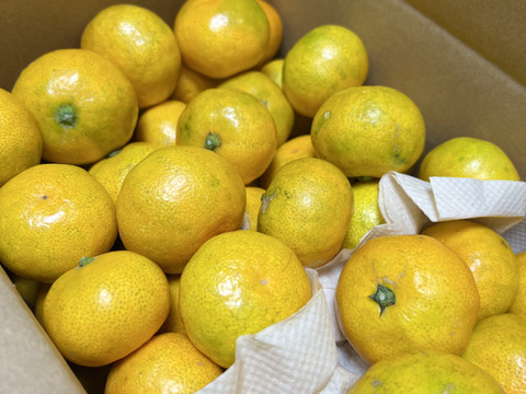 フレッシュ青切りみかん　小さなサイズ　約2.5㎏