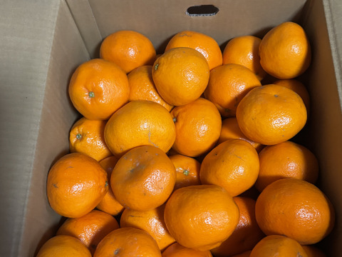 10kg 実がプリプリ！熟成された完熟の「はるみ」