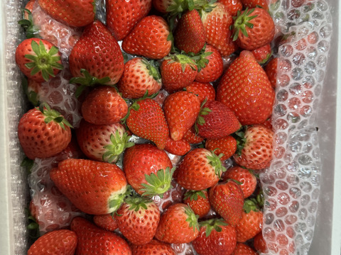 ごろっとジャム用いちご（スカイベリー）2000g