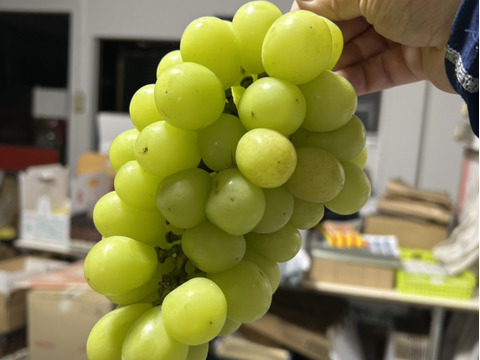 お買い得!まるせい果樹園のぶどう　おまかせ　訳あり　約2.2キロ　房の詰め合わせ(房数不定)  os2