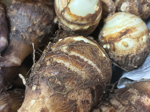 旬です！ さといも3kg：愛知県産のその他里芋｜食べチョク｜産地直送