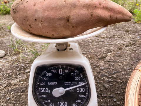 自然栽培〈べにはるか〉大分県産さつまいも 　Ｌサイズ5kg