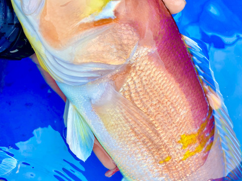 【獲れたら発送】魚介類鮮魚BOX