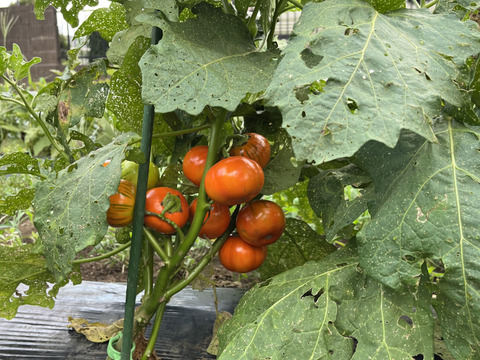 【お得！野菜おまとめパックA】
  農薬不使用　
　トマト400g x 1p、ナス3種類　計 7個