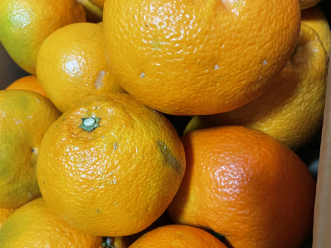 宮内伊予柑（訳アリ10㎏）