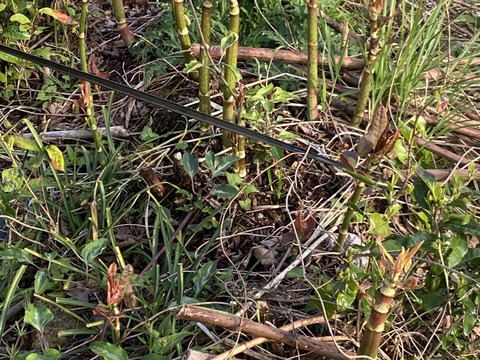 【期間限定いたどり⭐️】新鮮 イタドリ1キロ