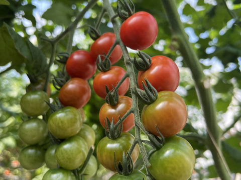 採れたての香り♪こすず『てっちゃんの完熟ミニトマト』3kg（500g×6p）朝採り直送便