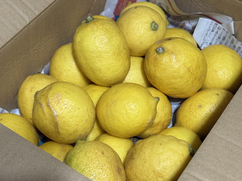 防腐剤、ワックス不使用　皮ごと使用激安広島県産レモン 訳あり品 2ｋg(約20個入)
