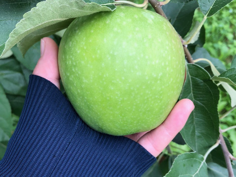 さわやかな青りんご グラニースミス (5kg)