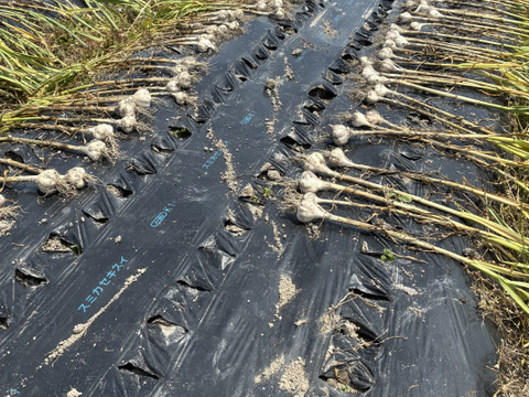 とってもあま〜い『黒ニンニク』200g