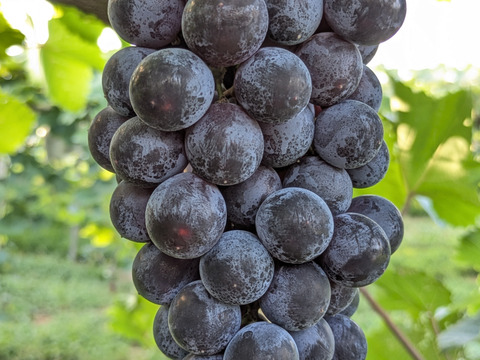 【低農薬栽培】あふれる果汁で濃厚な甘み！加西ゴールデンベリーA（２kg前後）