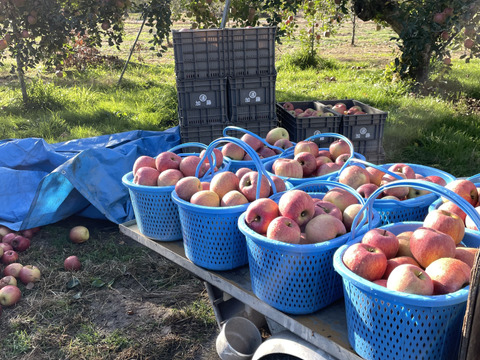 りんご農家のおやつ小玉サンふじ