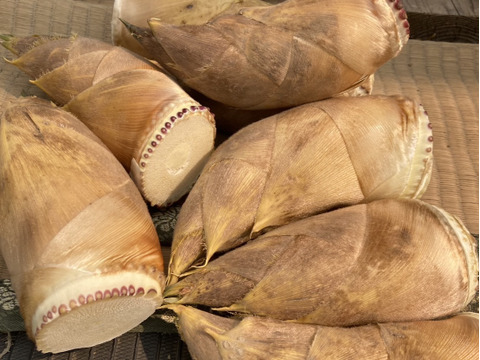 ２０２６年収穫分・静岡市産！朝掘りたけのこ　2ｋｇ入り