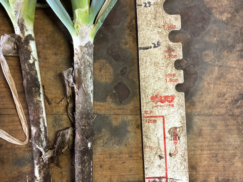 長期保存　甘い長ネギ(泥付き) 10kg