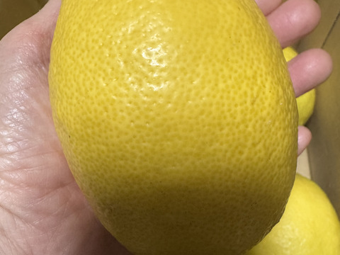 1キロ【防腐剤・ワックス不使用】ユーレカレモン　和歌山県産　秀品から傷アリまで混合です。