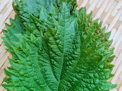旬の大葉つき🌿農薬と化学肥料を使わないで育てた野菜セット🌰【数量限定❗❗】子供に食べさせたい（５品目～７品目）😋🍚ばぁばのモノスゴイ野菜🍅🍆🌽✨✨✨