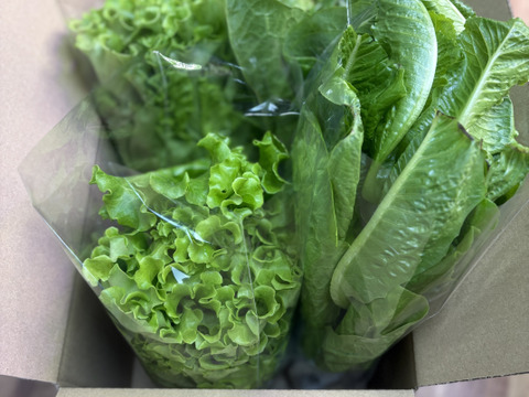 新鮮採れたて！アクアポニックス産レタスセット　300g