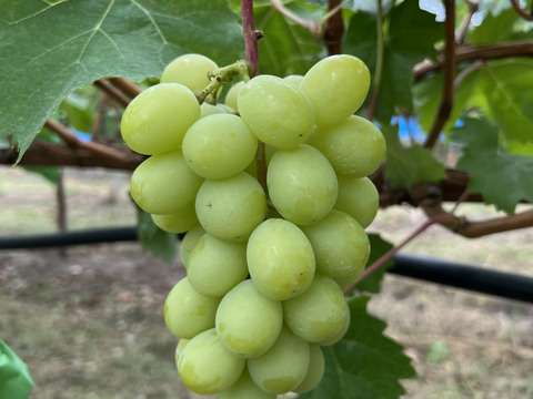 【自家用】 クイーンルージュ®︎ とシャインマスカット詰合せ 約２kg前後 【長野県限定品種】