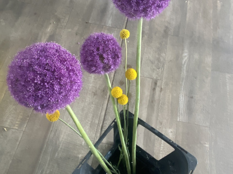 「3本、40㎝」アリウム（ギガンジューム）