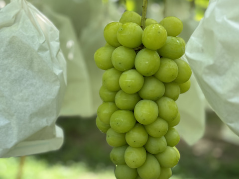 ⭐️熊本県産 シャインマスカット  1.3kg(少々超えます) 2房〜3房